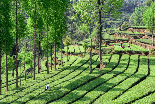 茶山