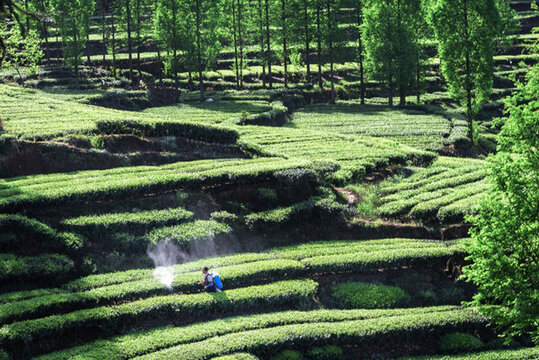 洪雅青桿坪茶山