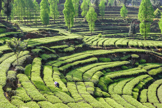洪雅青桿坪茶山