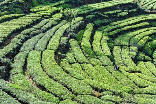 洪雅青桿坪茶山