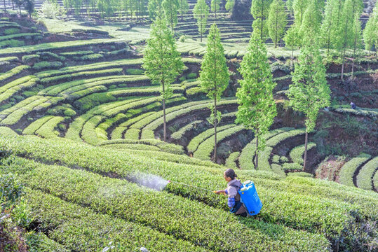 洪雅青桿坪茶山
