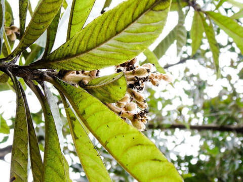 枇杷樹枇杷枝葉芽孢嫩枝枇杷果