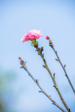 重瓣 櫻花