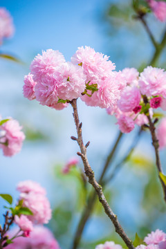 櫻花樹