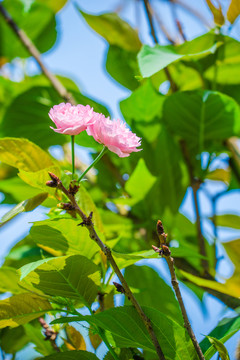 櫻花品種 雛菊櫻