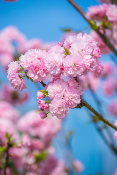 櫻花節(jié)的雛菊櫻