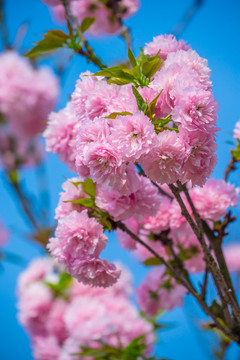 櫻花