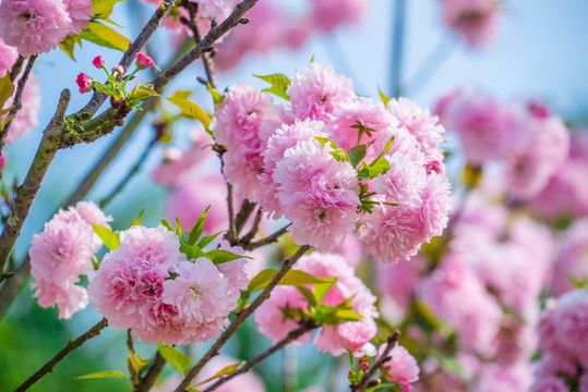 櫻花櫻樹(shù)雛菊櫻