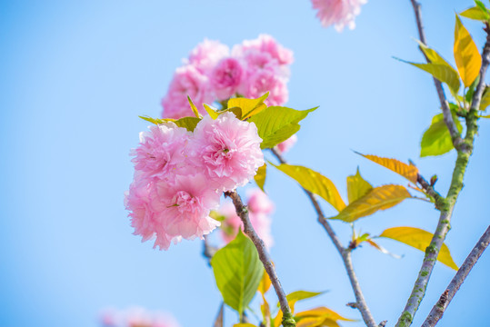 櫻花