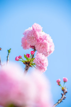 櫻花