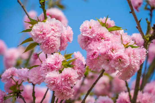 櫻花