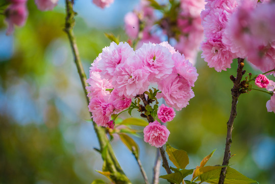 滿樹櫻花