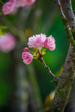 滿樹櫻花