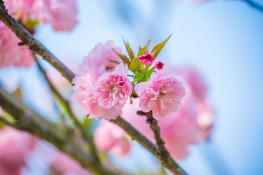 日本櫻花