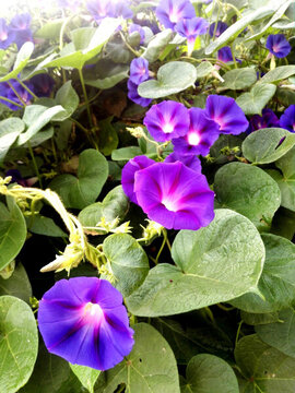 牽牛花
