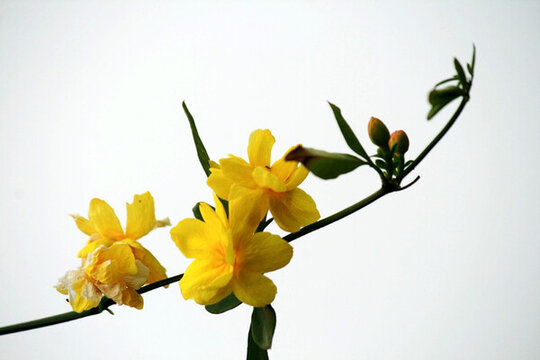 迎春花