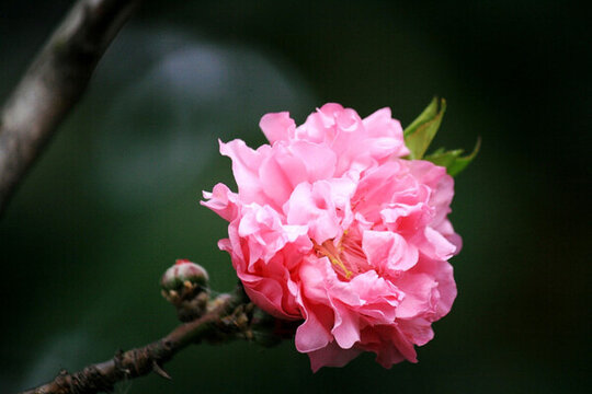 桃花