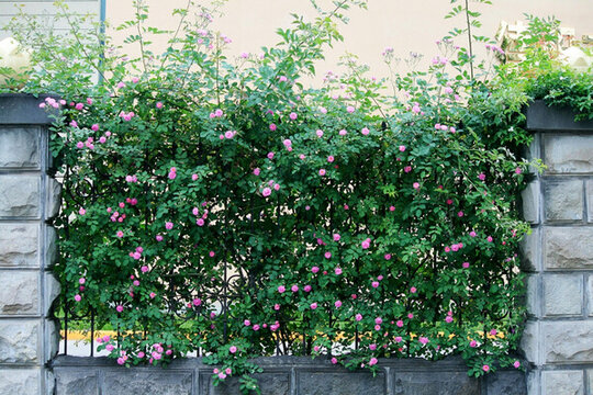 綠植墻