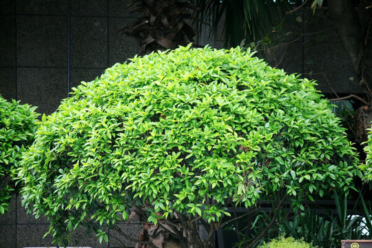 桂花樹