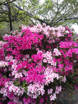 花朵
