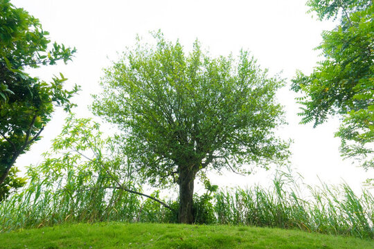 公園