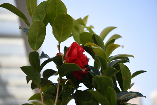 茶花