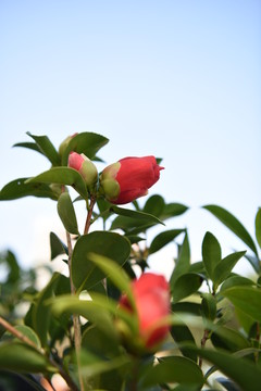 茶花