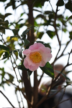 茶花