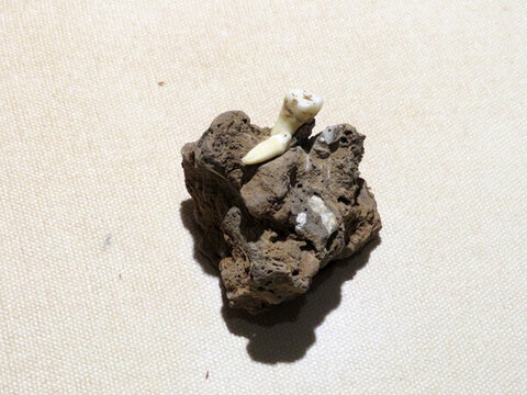 人牙化石