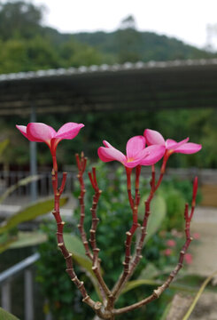 花卉 雞蛋花