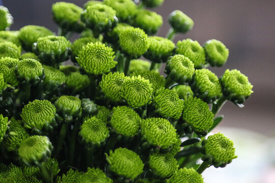 綠色花朵扣菊