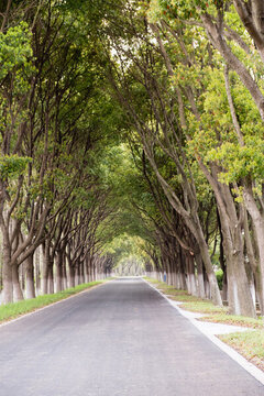 林蔭道路
