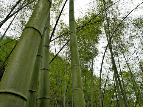 竹林