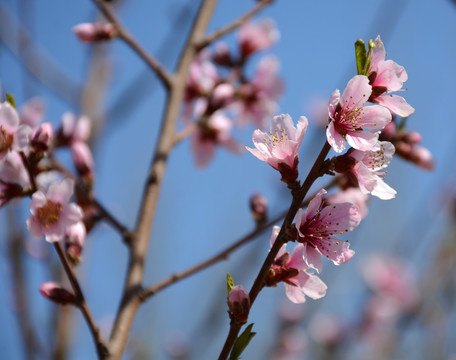 桃花