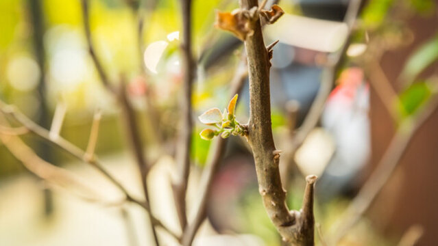 發(fā)芽