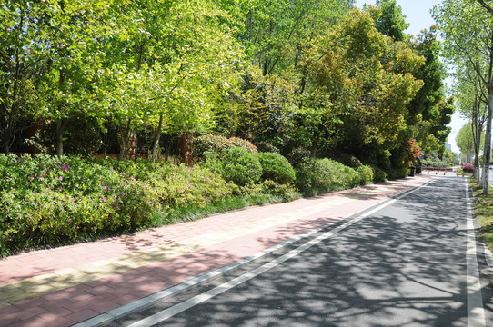 人行道 林蔭道