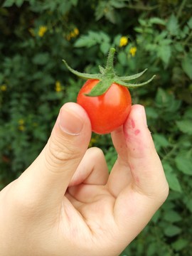 小蕃茄特寫