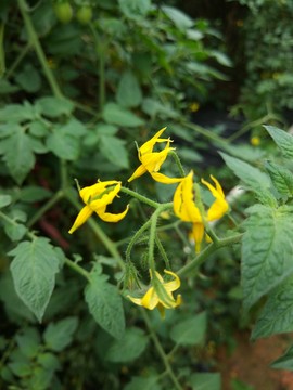 蕃茄花
