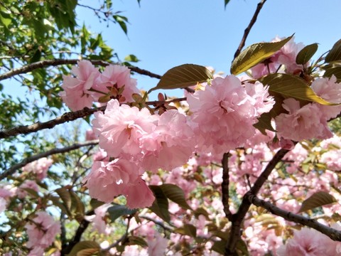 櫻花節(jié)