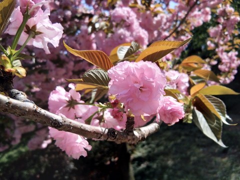 春暖花開櫻花