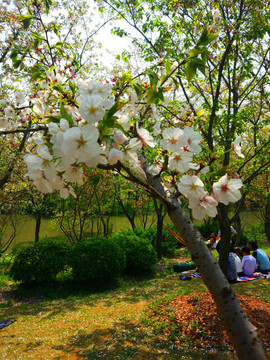 櫻花季節(jié)