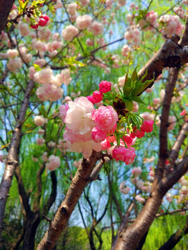 櫻花季節(jié)