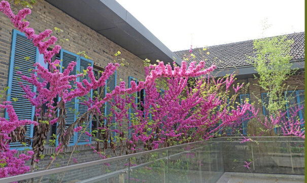 紫荊花走廊