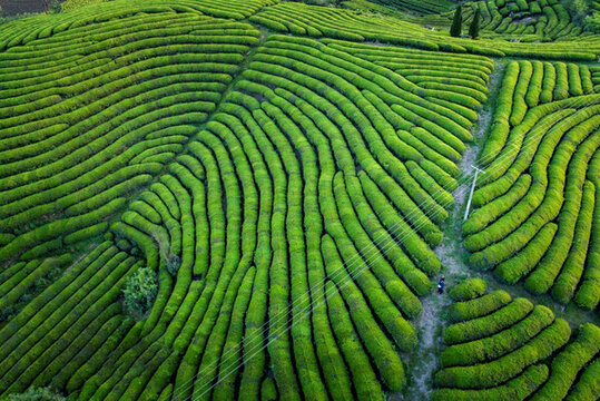 茶園風(fēng)光