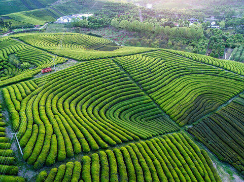 茶園風(fēng)光