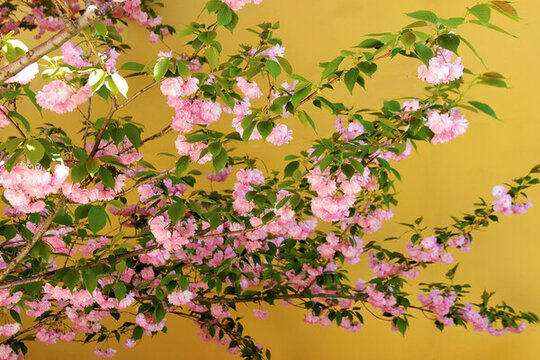 櫻花 晚櫻