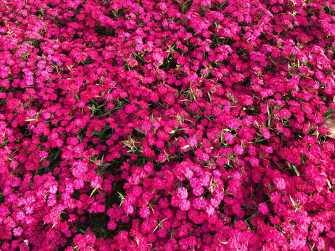 玫紅太陽花