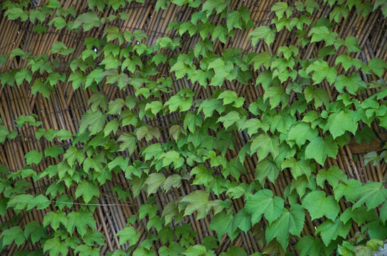爬山虎 植物墻