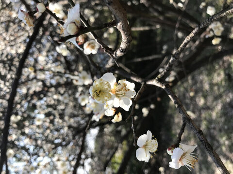 杏花樹(shù)