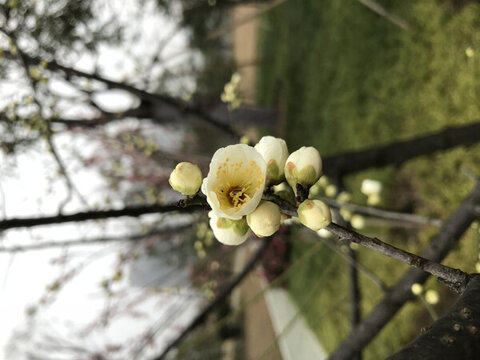 杏花花苞
